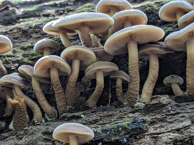 Scaber Stem Agrocybe (Agrocybe firma)