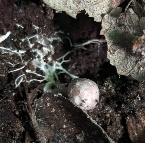 undefined (Phallogaster cf. phillipsii)