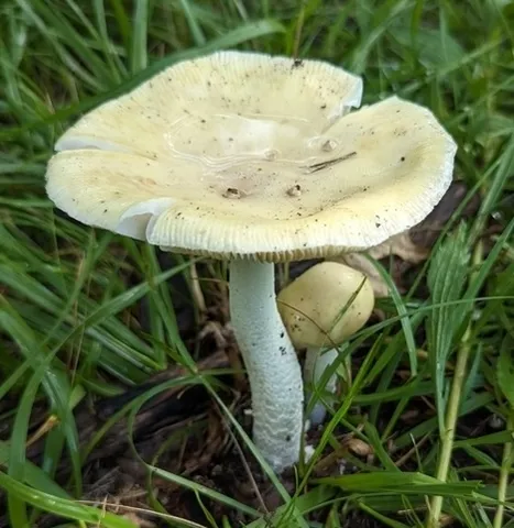 undefined (Amanita sp-IN34)