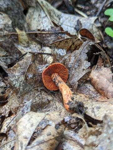 null (Cortinarius hesleri)