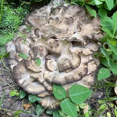 Black-Staining Polypore