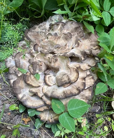 Black-staining Polypore (Meripilus sumstinei)
