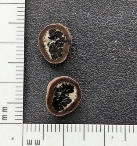undefined (Elaphomyces dalemurphyi)