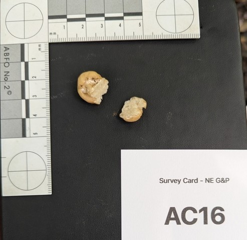 undefined (Tuber rugosum)