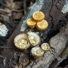 Discrete Birds Nest Fungus