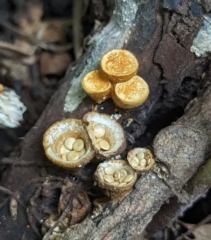 Crucibulum parvulum