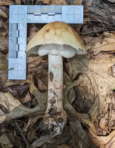 Amanita amerirubescens