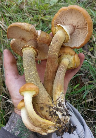 Yellow Honey Mushroom (Armillaria mellea)