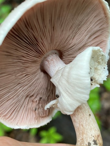 Slinder-Stemmed Agaricus (Agaricus leptocaulis)