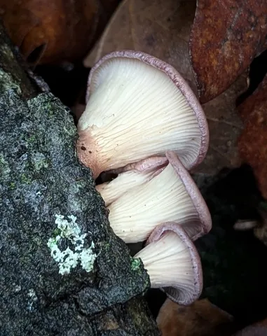 Lilac Oysterling (Panus conchatus)