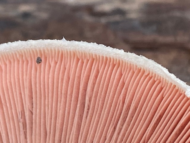 Slinder-Stemmed Agaricus (Agaricus leptocaulis)