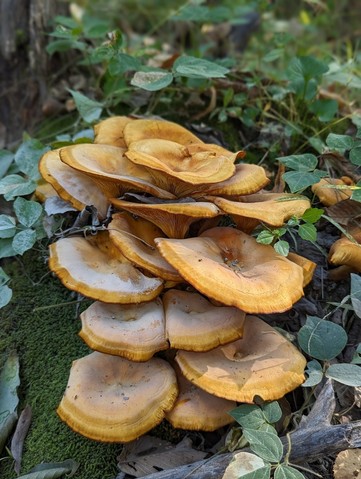 Eastern American Jack-o'-lantern (Omphalotus illudens)