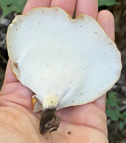 Bay Polypore (Picipes badius)