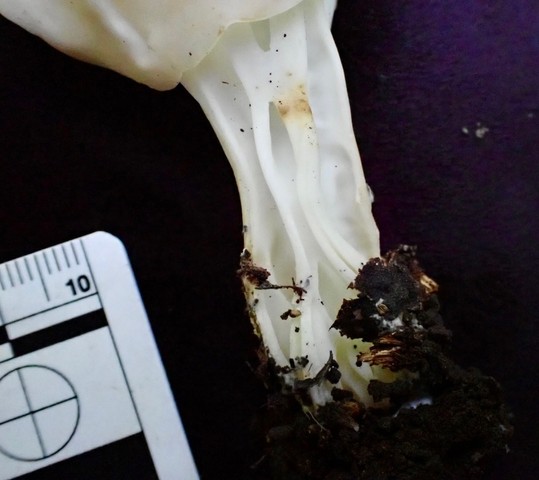 White Saddle (Helvella crispa)