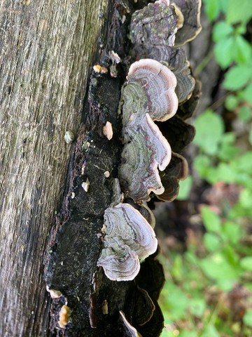 Fasciating Stereum (Stereum fasciatum)