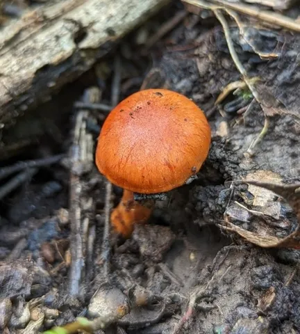 Hesler's Webcap (Cortinarius hesleri)