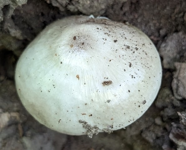 Scaly Shield (Pluteus petasatus)