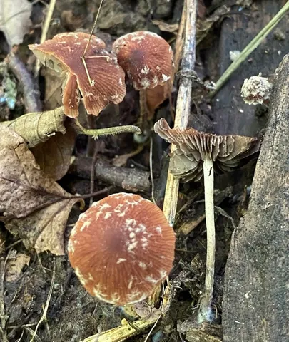 Wooly Brittlestem (Psathyrella vinosofulva)