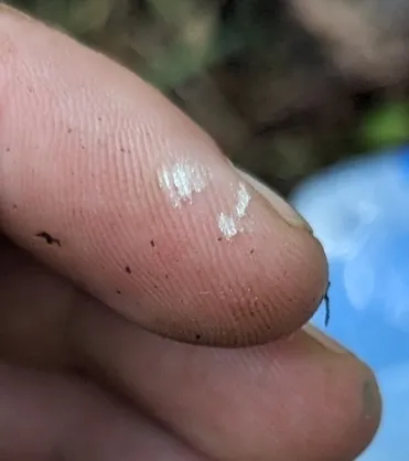 Slinder-Footed Cordyceps (Cordyceps tenuipes)