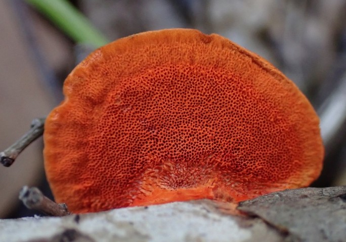 Northern Cinnabar Polypore (Trametes cinnabarina)