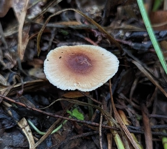 Beard Stem Gymnopus (Gymnopus barbipes)