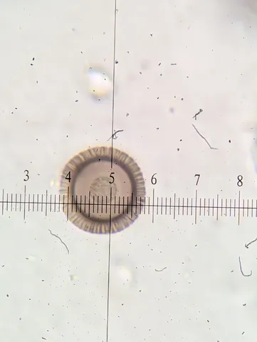 undefined (Elaphomyces spp.)