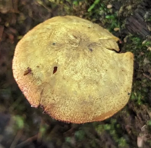 undefined (Tricholomopsis sp-IN01)
