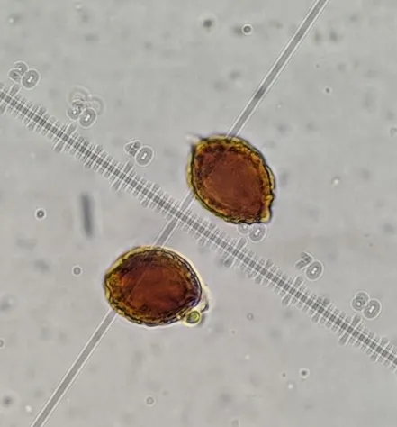 undefined (Hymenogaster spp.)