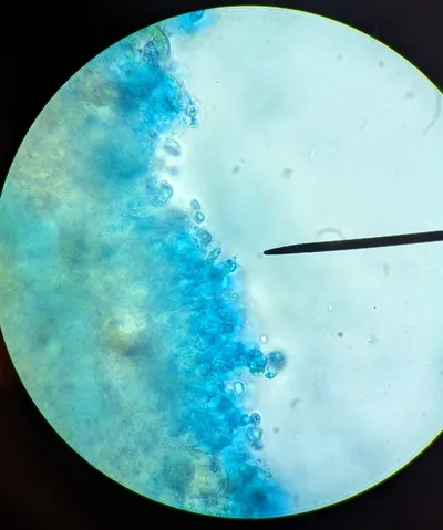 undefined (Mycena sp. 'IN6' (Mycena rutilantiformis))