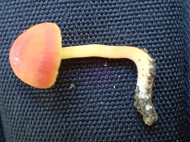 Bitter Waxcap (Hygrocybe mucronella)