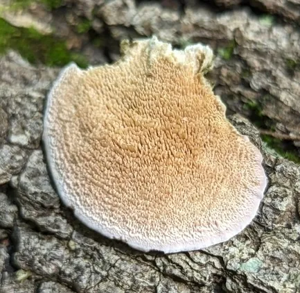 Violet-Toothed Polypore (Trichaptum biforme)