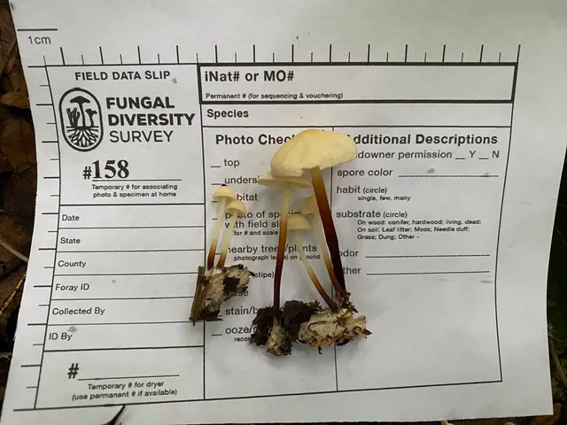 undefined (Marasmius delectans)
