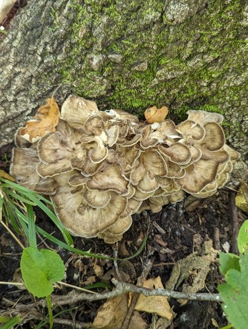 Hen Of The Woods (Grifola frondosa)