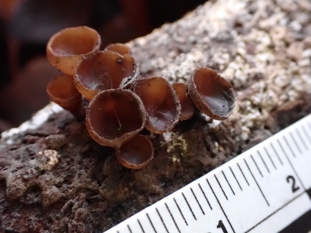 null (Dacryopinax elegans)