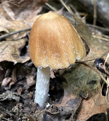 Pale Brittlestem (Candolleomyces candolleanus)