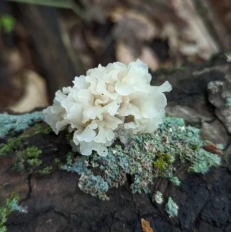 Snow Fungus (Tremella fuciformis)
