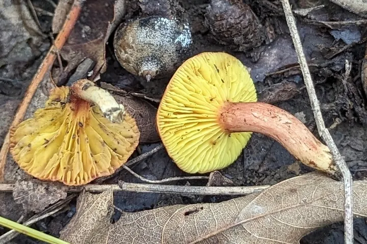 Gilled Bolete (Phylloporus sp-NE01)