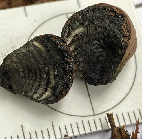 undefined (Daldinia childiae)