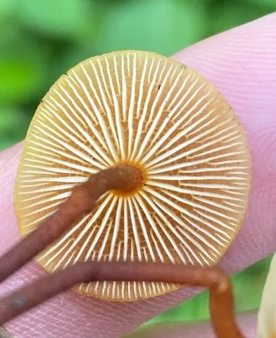 Orange Faint Foot Mushroom (Heimiomyces tenuipes)