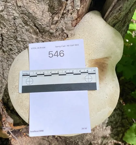 Lynx Paw Oyster (Pleurotus levis)