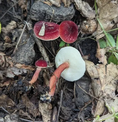 Red Gyroporus (Gyroporus purpurinus)