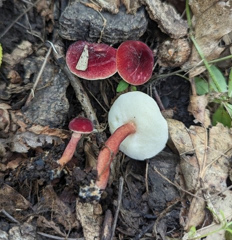 Red Gyroporus (Gyroporus purpurinus)