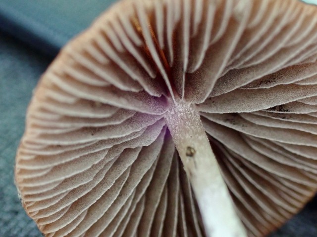 Wooly Brittlestem (Psathyrella vinosofulva)