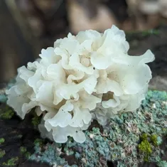 Snow Fungus