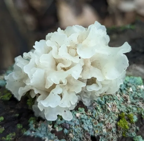 Snow Fungus (Tremella fuciformis)