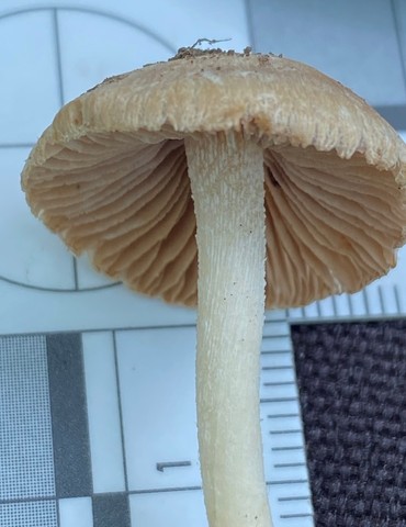 null (Inocybe velicopia)