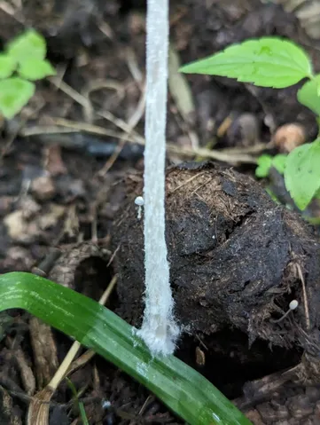 undefined (Coprinopsis pseudonivea)
