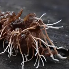Spider Akanthomyces