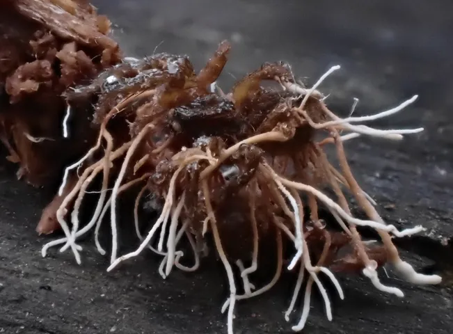 Akanthomyces aranearum