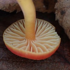 Bitter Waxcap